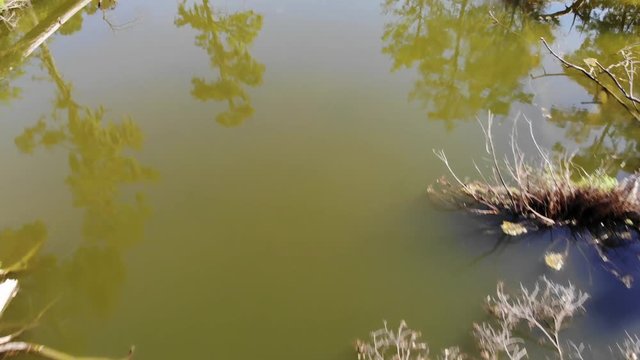 Sky, clouds, and trees reflections as the drone flies through the trees on the San Jacinto River near Houston, Texas