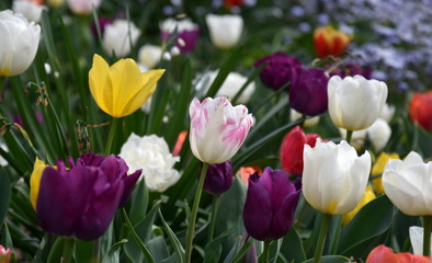 Tulips Colorful Flower Bed Close Up View. Beautiful Bloom Multi Colored White, Yellow, Red, Purple Tulips on Garden Field. Tulips in a blooming field of brilliant colour.