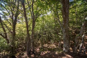 Beech of La Boyariza, Geras de Gordon Leon (Spain), at the end of summer.