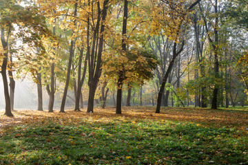 Old city park in autumn. Forest. Fog. Landscape.