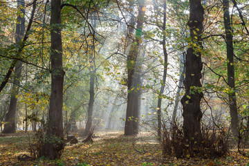 Old city park in autumn. Forest. Fog. Landscape.