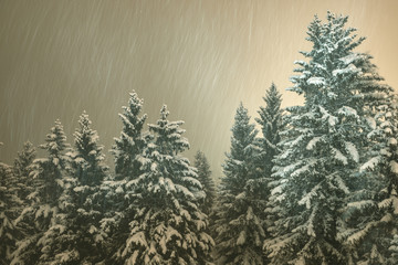 Snow covered pines