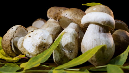Porcini mushrooms. Bolete mushroom. Collection of Cep. Edible mushrooms. Cep and green leaves on a black background.