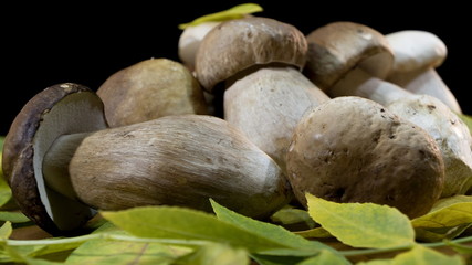 Porcini Mushrooms. Large Boletus edulis mushroom on yellow, green leaves. Black background Collection of Boletus edulis mushroom. Edible mushrooms. 