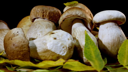 A Heap Of Porcini Mushrooms. Harvest of forest Boletus edulis mushroom
