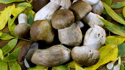 Edible mushrooms. Collection of Cep. Boletus edulis mushroom 