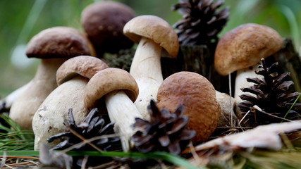 A bunch of mushrooms with a brown hat. Brown cap boletus mushrooms