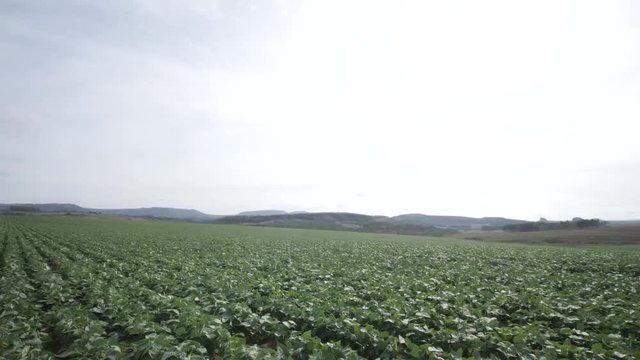 Planta&ccedil;&atilde;o de batata