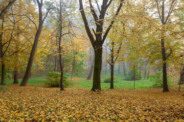 Old city park in autumn. Forest. Fog. Landscape.