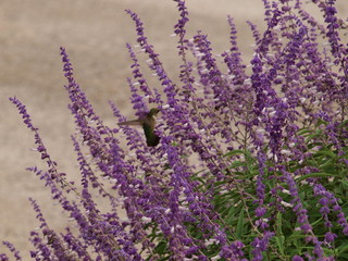 Fototapeta premium This hummingbird stands vertical in midair as he chooses one of many blooms on this water conservation plant with high nectar content.
