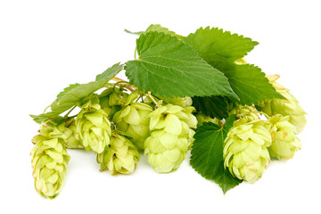 Hop close-up isolated on a white background.