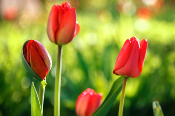 Fototapeta premium Red tulips on a green background in sunlight