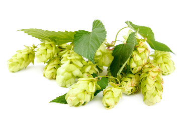 Hop close-up isolated on a white background.