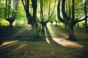 magical forest for wallpaper
