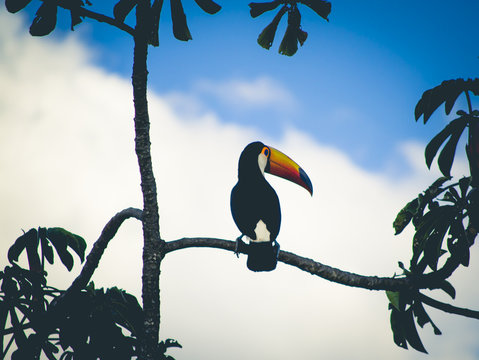 Tucanuçu In A Cecropia Tree