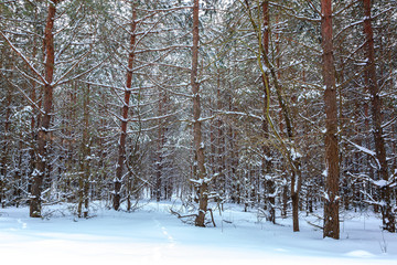 Winter pine forest under white snow. Landscape