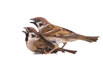 two sparrows isolated