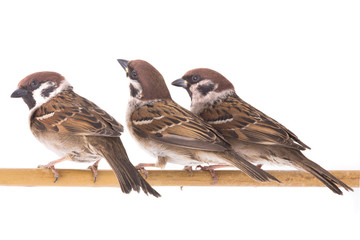three sparrows isolated