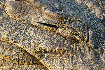 Close-up of a closed eye of a crocodile (Crocodylus niloticus), Botswana, Africa