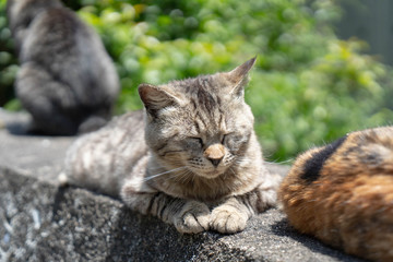 相島のお昼寝中の猫