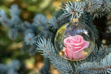 Eternal pink roses globe
