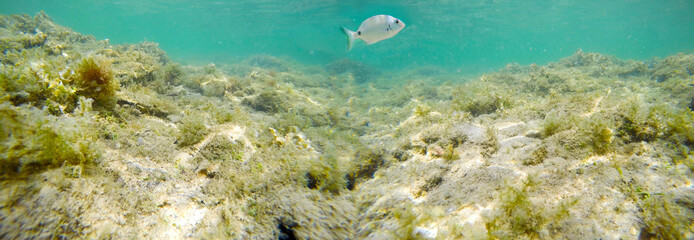 Sargo swimming in Sardinia turquoise sea