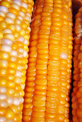 Yellow ripe corn with some white seeds, close up macro detail organic texture background, top view