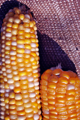Yellow ripe corn on a rough texture sackcloth vertical background, close up macro detail, top view