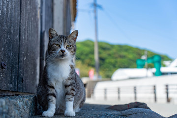 Obraz premium 相島の猫
