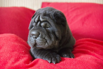shar pei black pup