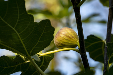 The fig berry grows on a tree branch. Nature concept for design