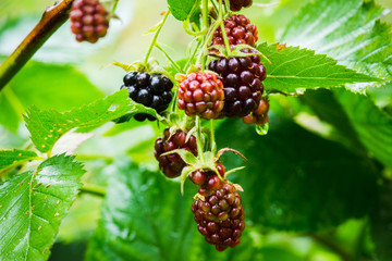 Ripe and unripe blackberries on bush. Selective focus. Shallow depth of field. 