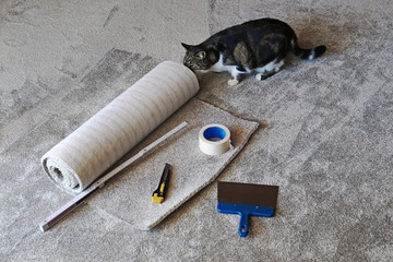 Ein neuer Teppichboden wird verlegt mit einer neugierigen Katze