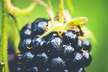 Ripe and unripe blackberries on bush. Selective focus. Shallow depth of field. 