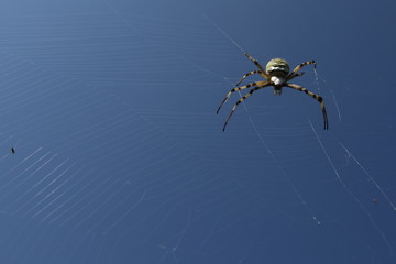 araignée