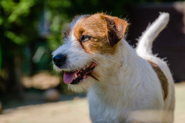 Portrait of a beautiful jack russell terrier outdoors