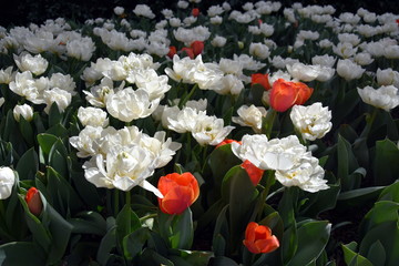 Lonely orange tulips, in a field among white tulips. Orange tulip on a background of whitetulips.