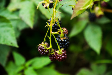 Ripe and unripe blackberries on bush. Selective focus. Shallow depth of field. 