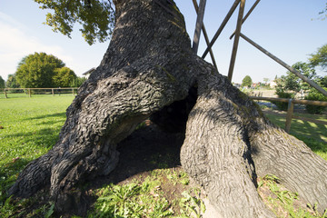 Secular oak tree in Fossalta di Portogruaro (Ve), almost 700 years old