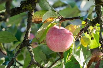 Apple on the branch