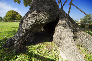 Secular oak tree in Fossalta di Portogruaro (Ve), almost 700 years old