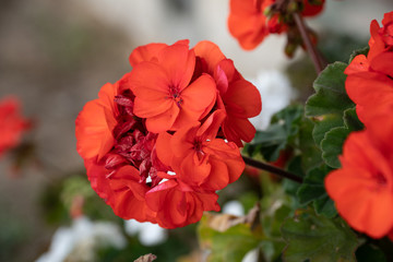 Red and white geranium flowers
