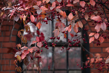 Autumn background | Red leaves and red berries on a red background |  a branch of wild cherry on the background of an old house.