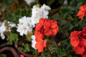 Red and white geranium flowers