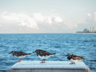 birds on the shore