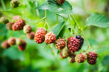 Ripe and unripe blackberries on bush. Selective focus. Shallow depth of field. 