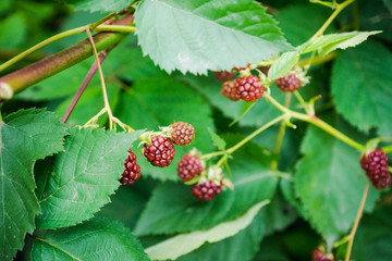 Ripe and unripe blackberries on bush. Selective focus. Shallow depth of field. 