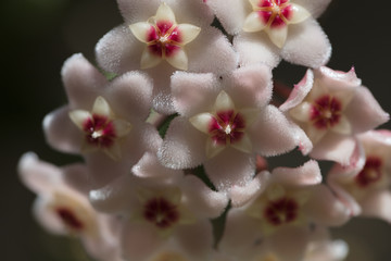 Fluffy pink flower in the shape of an asterisk, inflorescence of small pink flowers, macro photograph | Hoya carnosa flowers