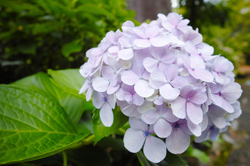 紫陽花