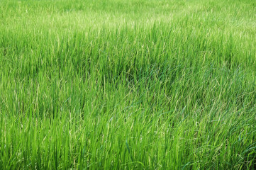 Green rice farm in rural background